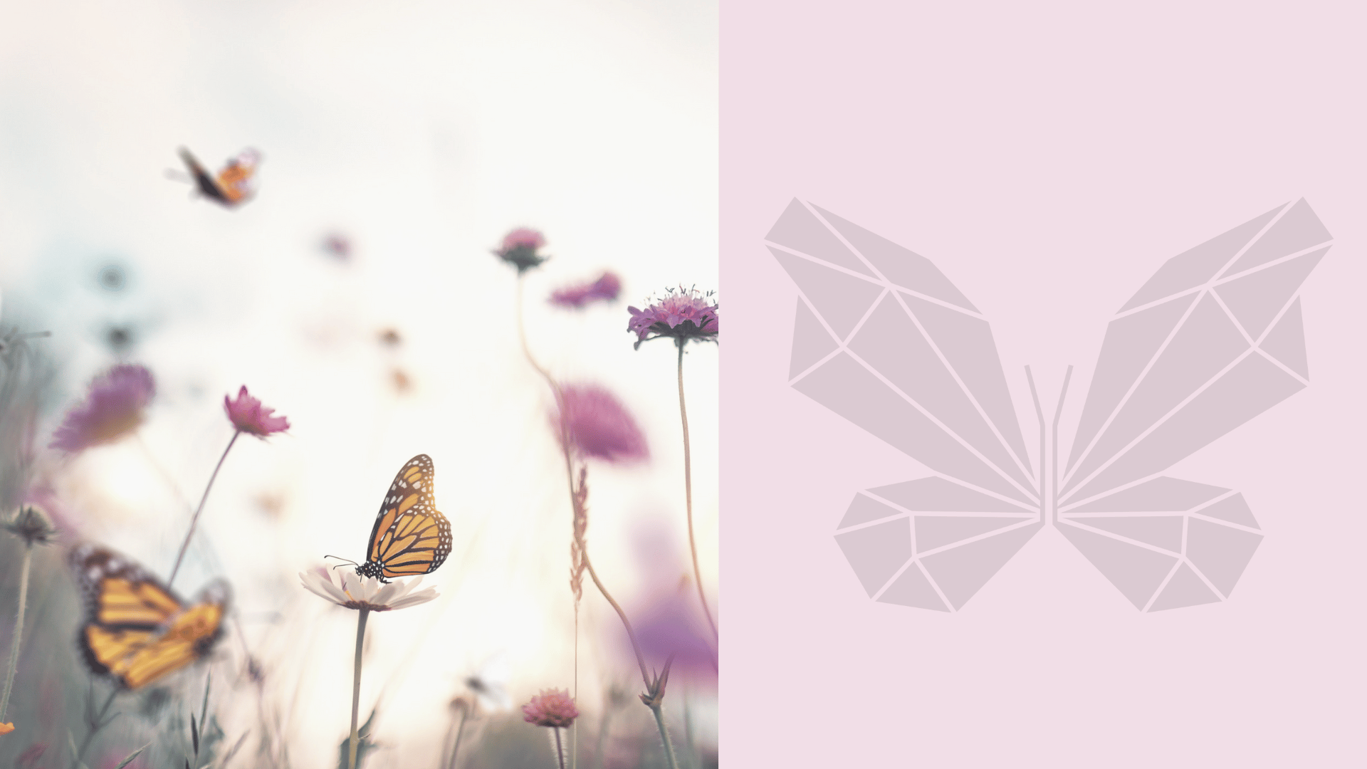 Harvest Widow Connection Summer Meetups